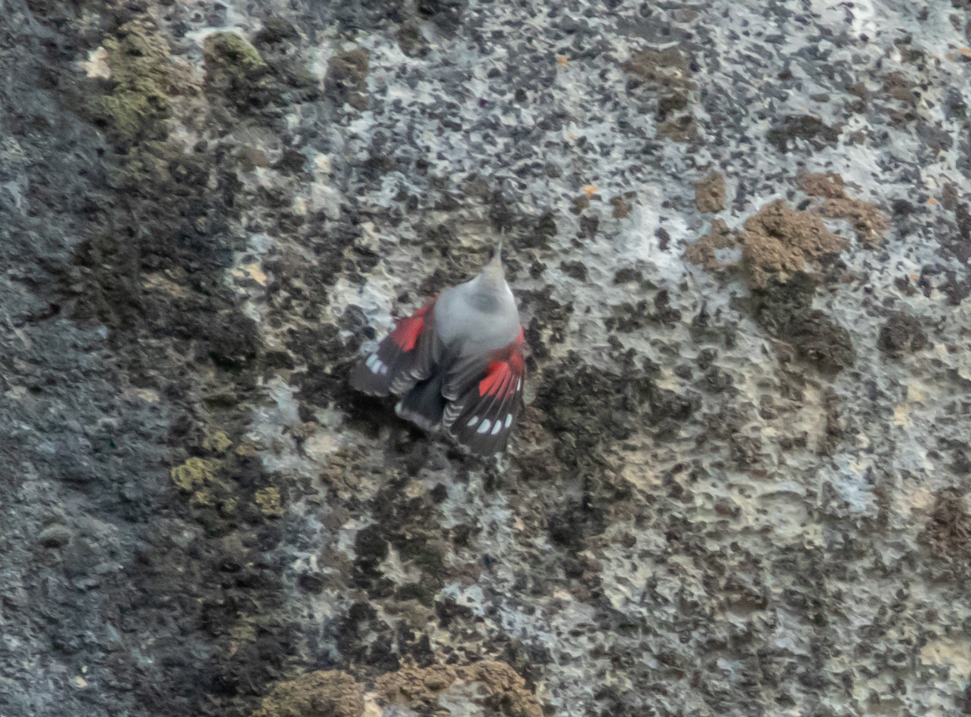 Miniature